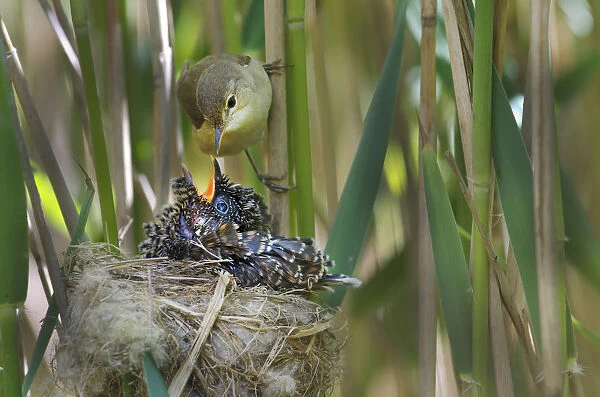 Reed warbler (Acrocephalus scirpaceus) feeding 12 day chick of European cuckoo (Cuculus