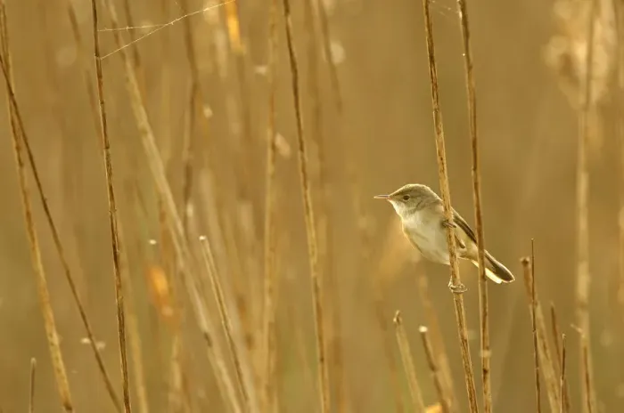 Framed Print : Reed warbler (Acrocephalus scirpaceus) adult perched in reedbed, Titchwell RSPB reserve Framed Print : Reed warbler (Acrocephalus scirpaceus) adult perched in reedbed, Titchwell RSPB reserve