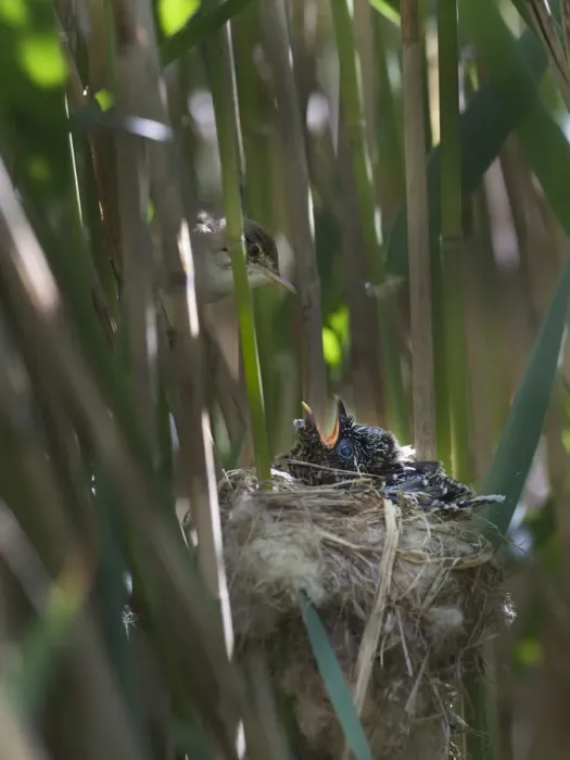 Framed Print : Reed Warbler (Acrocephalus scirpaceus) at nest feeding 12 day Cuckoo chick (Cuculus canorus) Framed Print : Reed Warbler (Acrocephalus scirpaceus) at nest feeding 12 day Cuckoo chick (Cuculus canorus)