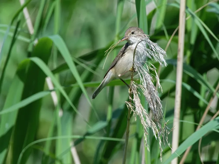Framed Print : Reed warbler (Acrocephalus scirpaceus) perched with beakful of Common reed (Phragmites australis) flowers to line nest with, Gloucestershire, UK, June Framed Print : Reed warbler (Acrocephalus scirpaceus) perched with beakful of Common reed (Phragmites australis) flowers to line nest with, Gloucestershire, UK, June