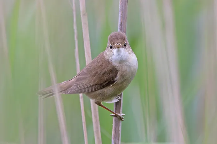 Framed Print : Reed warbler (Acrocephalus scirpaceus) perched among reeds, Norfolk, England, UK. June Framed Print : Reed warbler (Acrocephalus scirpaceus) perched among reeds, Norfolk, England, UK. June