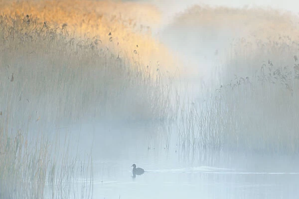 Reedbeds at dawn with Coot (Fulica atra) in mist, Lakenheath Fen RSPB Reserve, Suffolk, UK, May. 2020VISION Book Plate