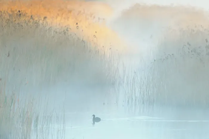 Framed Print : Reedbeds at dawn with Coot (Fulica atra) in mist, Lakenheath Fen RSPB Reserve, Suffolk, UK, May. 2020VISION Book Plate Framed Print : Reedbeds at dawn with Coot (Fulica atra) in mist, Lakenheath Fen RSPB Reserve, Suffolk, UK, May. 2020VISION Book Plate