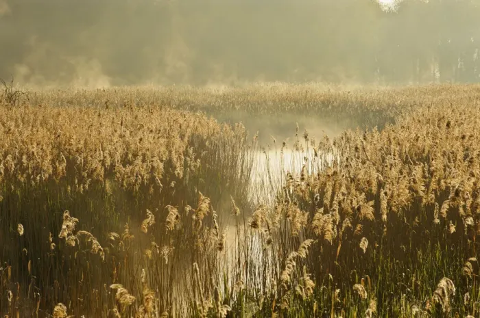 Framed Print : Reedbeds (Phragmites australis) at sunrise, Lakenheath Fen RSPB Reserve, Suffolk, UK, May Framed Print : Reedbeds (Phragmites australis) at sunrise, Lakenheath Fen RSPB Reserve, Suffolk, UK, May