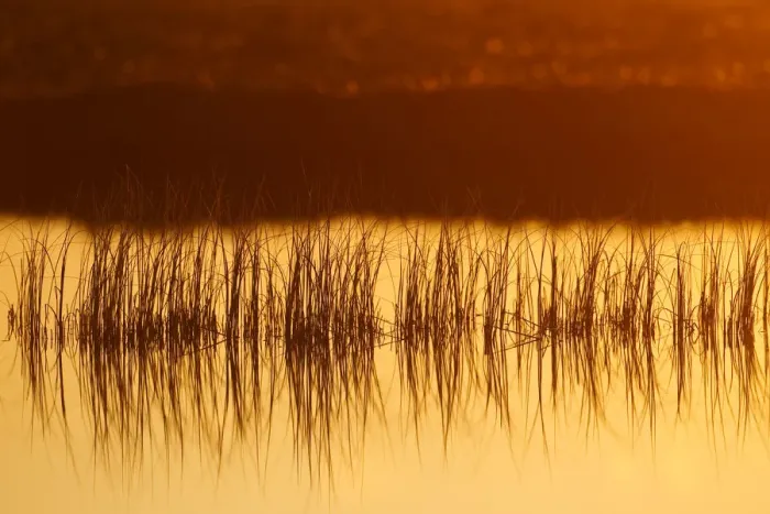 Framed Print : Reeds in bog pool, backlit at sunrise, Flow Country, Sutherland, Highlands, Scotland