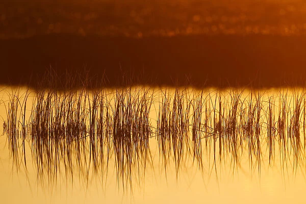 Reeds in bog pool, backlit at sunrise, Flow Country, Sutherland, Highlands, Scotland