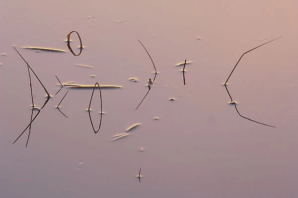 Reeds reflected in water at sunrise, Klein Schietveld, Brasschaat, Belgium
