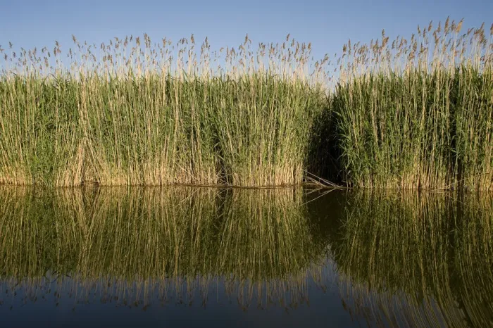 Framed Print : Reeds on in Tisza lake, Hortobagy National Park, Hungary, May 2009 Framed Print : Reeds on in Tisza lake, Hortobagy National Park, Hungary, May 2009