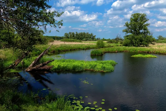 Framed Print : Reeds, trees and dead wood along River Oder and tributaries, Lower Oder Valley National Park, Brandenburg, Germany. June, 2019 Framed Print : Reeds, trees and dead wood along River Oder and tributaries, Lower Oder Valley National Park, Brandenburg, Germany. June, 2019
