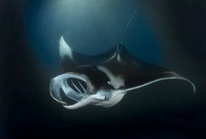 Framed Print : Reef manta (Manta alfredi) mouth open feeding at night, South Ari atoll, Maldives Framed Print : Reef manta (Manta alfredi) mouth open feeding at night, South Ari atoll, Maldives