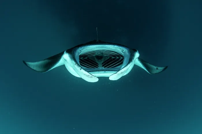 Framed Print : Reef manta ray (Manta alfredi) performing a barrel roll while filter feeding on plankton, Hanifaru Lagoon, Baa Atoll, Maldives, Indian Ocean Framed Print : Reef manta ray (Manta alfredi) performing a barrel roll while filter feeding on plankton, Hanifaru Lagoon, Baa Atoll, Maldives, Indian Ocean