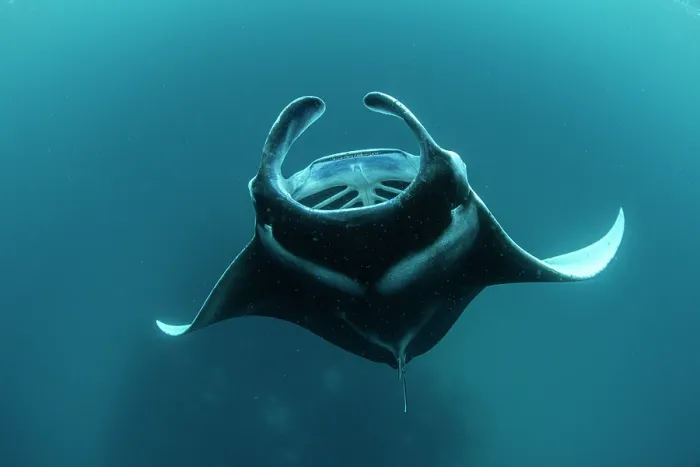 Framed Print : Reef manta ray (Manta alfredi) performing a barrel roll while filter feeding on plankton, Hanifaru Lagoon, Baa Atoll, Maldives, Indian Ocean Framed Print : Reef manta ray (Manta alfredi) performing a barrel roll while filter feeding on plankton, Hanifaru Lagoon, Baa Atoll, Maldives, Indian Ocean