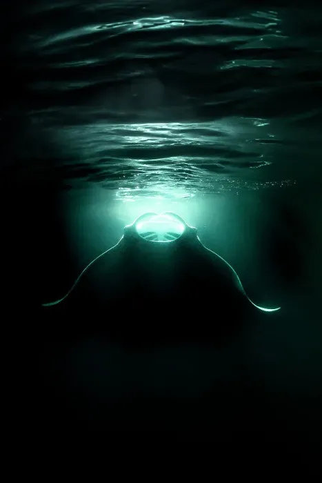 Framed Print : Reef manta ray (Mobula alfredi) feeding on plankton aggregating in the lights from a boat at night, Ari Atoll, Maldives, Indian Ocean Framed Print : Reef manta ray (Mobula alfredi) feeding on plankton aggregating in the lights from a boat at night, Ari Atoll, Maldives, Indian Ocean