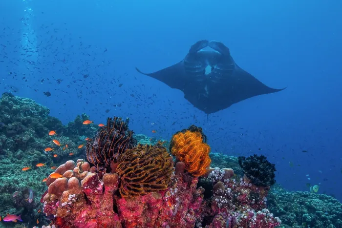 Framed Print : Reef manta ray (Mobula alfredi) melanistic, with a large shark bite on its fin, arriving at a coral reef cleaning station, Wakaya Marine Reserve, Wakaya Island, Lomaiviti Group Framed Print : Reef manta ray (Mobula alfredi) melanistic, with a large shark bite on its fin, arriving at a coral reef cleaning station, Wakaya Marine Reserve, Wakaya Island, Lomaiviti Group