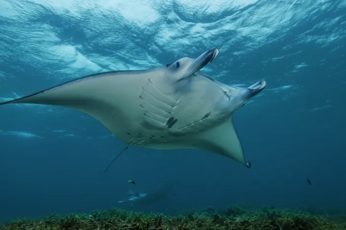 Framed Print : Reef manta ray (Mobula alfredi) swimming over reef, Yap, Federated States of Micronesia, Pacific Ocean Framed Print : Reef manta ray (Mobula alfredi) swimming over reef, Yap, Federated States of Micronesia, Pacific Ocean