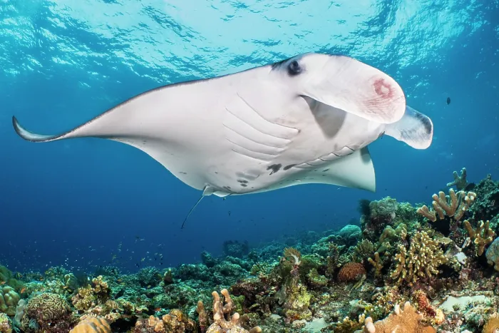 Framed Print : Reef manta ray (Mobula alfredi) visiting a coral reef cleaning station, Misool, Raja Ampat, West Papua, Indonesia, Ceram Sea, Pacific Ocean Framed Print : Reef manta ray (Mobula alfredi) visiting a coral reef cleaning station, Misool, Raja Ampat, West Papua, Indonesia, Ceram Sea, Pacific Ocean