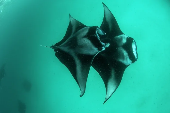 Framed Print : Two Reef manta rays (Manta alfredi) chain-feeding on plankton, Hanifaru Lagoon, Baa Atoll, Maldives, Indian Ocean Framed Print : Two Reef manta rays (Manta alfredi) chain-feeding on plankton, Hanifaru Lagoon, Baa Atoll, Maldives, Indian Ocean