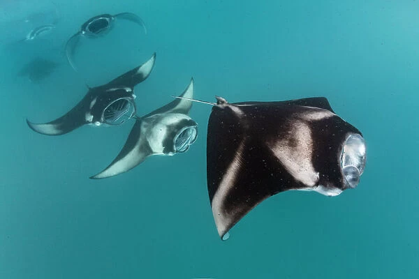 Reef manta rays (Manta alfredi) filter feeding in atoll passes and lagoons Hanifaru Bay