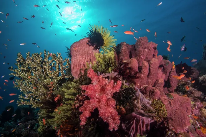 Framed Print : A reef prominence covered with invertebrate life.with colony of Branching cup coral (Tubastraea micrantha) far left