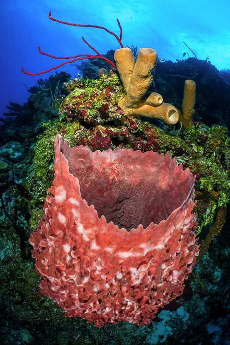 Framed Print : Reef scene with brown Tube sponges (Agelas conifera), Giant barrel sponge (Xestospongia muta) and Red rope sponges (Amphimedon compressa), Bloody Bay Wall, Little Cayman Framed Print : Reef scene with brown Tube sponges (Agelas conifera), Giant barrel sponge (Xestospongia muta) and Red rope sponges (Amphimedon compressa), Bloody Bay Wall, Little Cayman