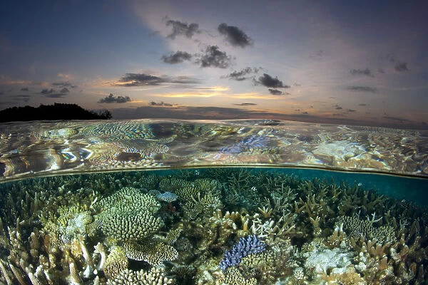 Reef under the surface of shallow waters, at sunset, covered with hard corals, Brush Coral