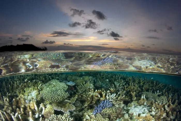 Framed Print : Reef under the surface of shallow waters, at sunset, covered with hard corals, Brush Coral Framed Print : Reef under the surface of shallow waters, at sunset, covered with hard corals, Brush Coral