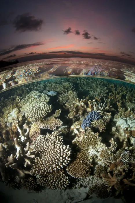 Framed Print : Reef under the surface of shallow waters, at sunset, covered with hard corals, Brush Coral