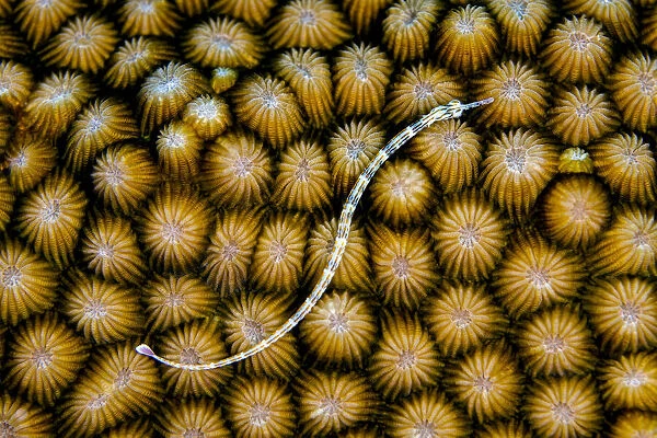 Reeftop pipefish (Corythoichthys haematopterus) swimming over hard coral (Diploastrea heliopora), Laamu Atoll, Maldives, Indian Ocean