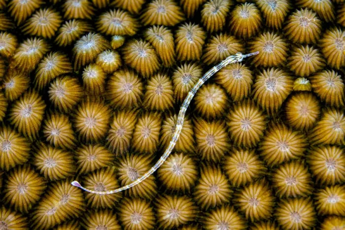 Framed Print : Reeftop pipefish (Corythoichthys haematopterus) swimming over hard coral (Diploastrea heliopora), Laamu Atoll, Maldives, Indian Ocean Framed Print : Reeftop pipefish (Corythoichthys haematopterus) swimming over hard coral (Diploastrea heliopora), Laamu Atoll, Maldives, Indian Ocean