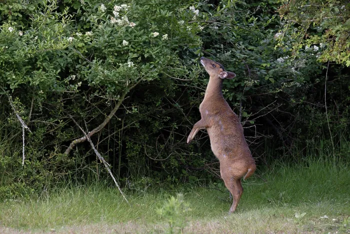 Framed Print : Reeves's muntjac (Muntiacus reevesi) standing on hind legs feeding on vegetation, Norfolk, England, UK. June Framed Print : Reeves's muntjac (Muntiacus reevesi) standing on hind legs feeding on vegetation, Norfolk, England, UK. June