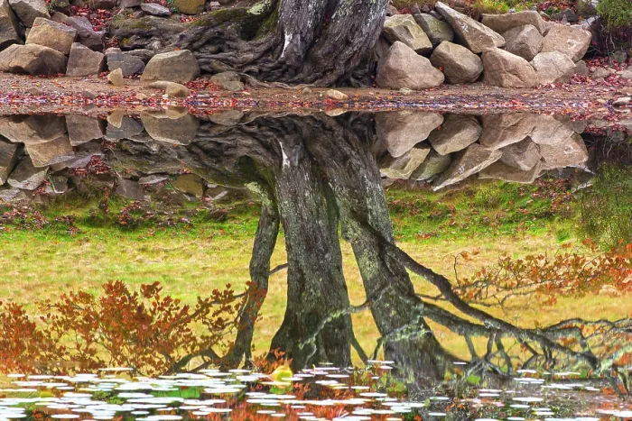 Framed Print : Reflection of tree in pond with fallen leaves floating on surface in autumn, Acadia National Park, Maine, USA. October, 2014 Framed Print : Reflection of tree in pond with fallen leaves floating on surface in autumn, Acadia National Park, Maine, USA. October, 2014