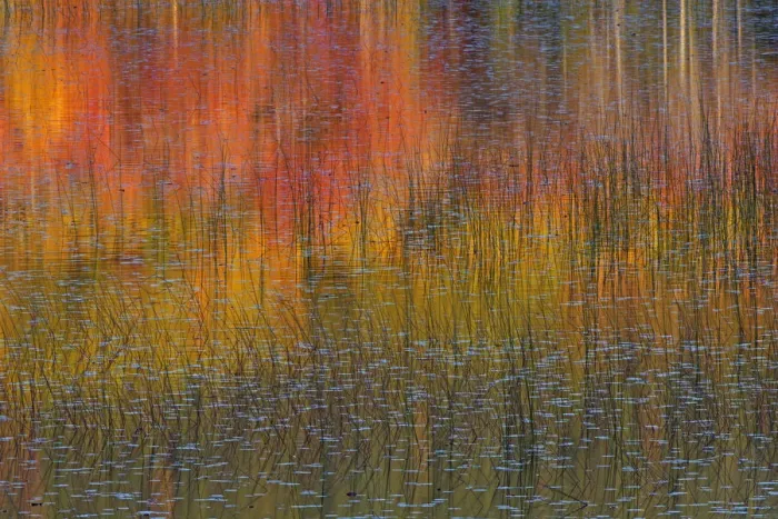 Framed Print : Reflections in autumn leaves in lake, Acadia National Park, Maine, USA, October Framed Print : Reflections in autumn leaves in lake, Acadia National Park, Maine, USA, October