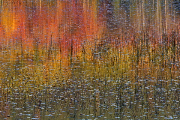 Reflections in autumn leaves in lake, Acadia National Park, Maine, USA, October