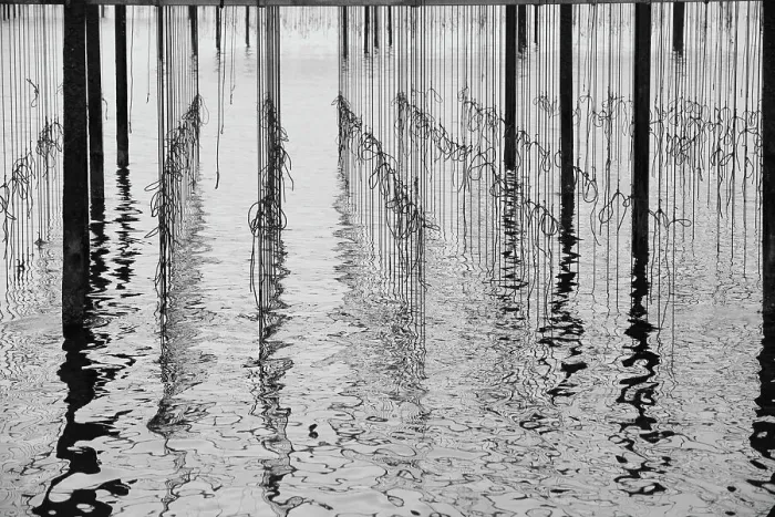 Framed Print : Reflections in water at mussel farm in the bay of Fos-sur-Mer, Camargue, France, September Framed Print : Reflections in water at mussel farm in the bay of Fos-sur-Mer, Camargue, France, September