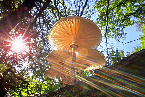 Refracted sun rays shining through foliage on Porcelain fungus (Oudemansiella mucida), Belgium. October