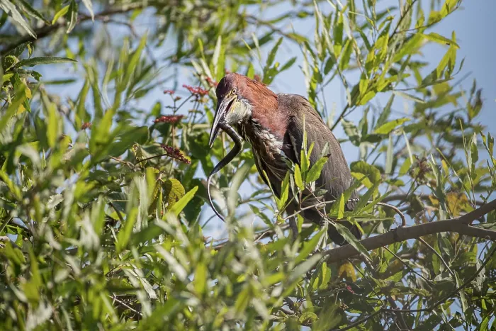 Framed Print : Refuscent tiger heron (Tigrisoma lineatum) perched in tree swallowing its snake prey, Pantanal, Mato Grosso, Brazil Framed Print : Refuscent tiger heron (Tigrisoma lineatum) perched in tree swallowing its snake prey, Pantanal, Mato Grosso, Brazil