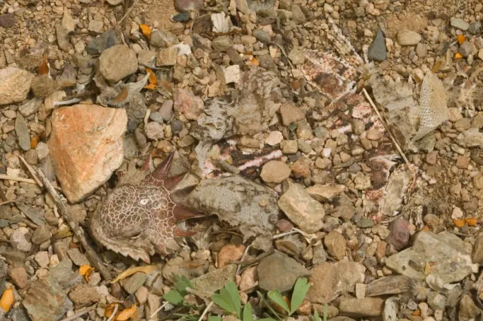 Framed Print : Regal horned lizard {Phrynosoma solare} buried to keep cool, Sonoran desert, Arizona, USA Framed Print : Regal horned lizard {Phrynosoma solare} buried to keep cool, Sonoran desert, Arizona, USA