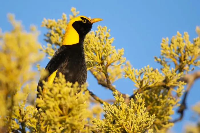 Framed Print : Regent bowerbird (Sericulus chrysocephalus) male sitting in budding mango tree