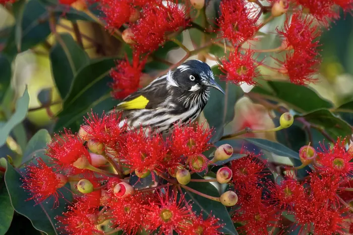 Framed Print : Regent honeyeater (Anthochaera Phrygia) nectaring from a flowering Eucalyptus tree, Hampton, Victoria, Australia Framed Print : Regent honeyeater (Anthochaera Phrygia) nectaring from a flowering Eucalyptus tree, Hampton, Victoria, Australia