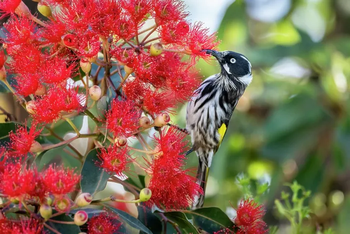 Framed Print : Regent honeyeater (Anthochaera Phrygia) nectaring from a flowering Eucalyptus tree, Hampton, Victoria, Australia Framed Print : Regent honeyeater (Anthochaera Phrygia) nectaring from a flowering Eucalyptus tree, Hampton, Victoria, Australia