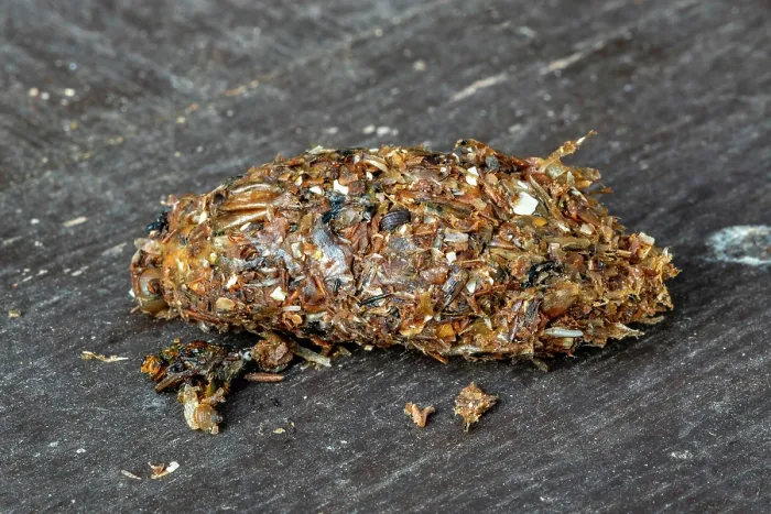 Framed Print : Regurgitated pellet of Carrion crow (Corvus corone) close-up showing remains of insects and invertebrates, Zeeland, Netherlands. November Framed Print : Regurgitated pellet of Carrion crow (Corvus corone) close-up showing remains of insects and invertebrates, Zeeland, Netherlands. November