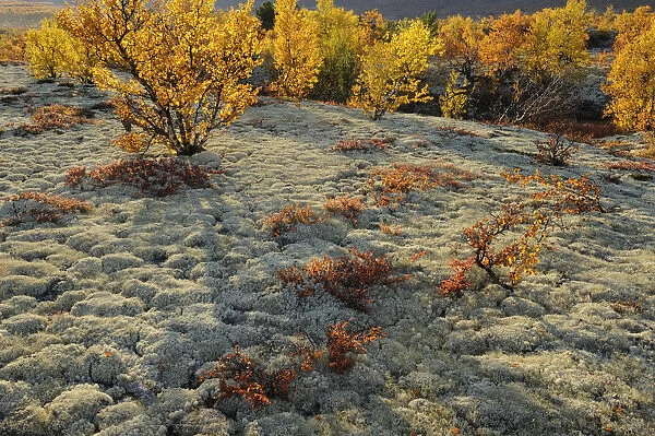 Reindeer lichen  /  moss and autumn trees in Forollhogna National Park, Norway, September