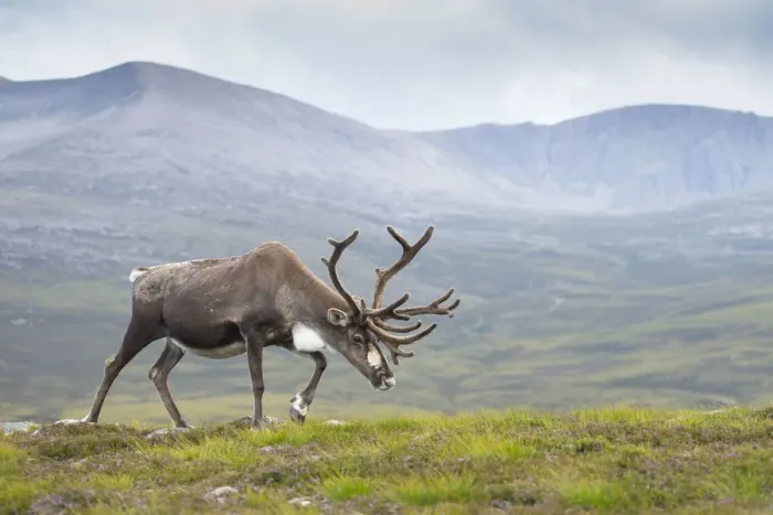 Framed Print : Reindeer (Rangifer tarandus) adult female, antlers in velvet, walking across upland moor Framed Print : Reindeer (Rangifer tarandus) adult female, antlers in velvet, walking across upland moor
