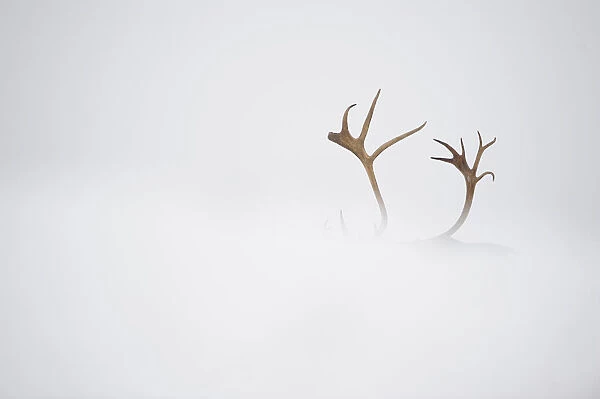 Reindeer (Rangifer tarandus) antlers, body hidden by snow, Forollhogna National Park
