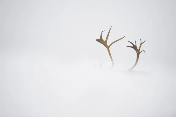 Framed Print : Reindeer (Rangifer tarandus) antlers, body hidden by snow, Forollhogna National Park Framed Print : Reindeer (Rangifer tarandus) antlers, body hidden by snow, Forollhogna National Park
