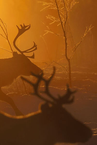 Reindeer (Rangifer tarandus) in atmospheric light, herding in the Saarivuoma Sami community