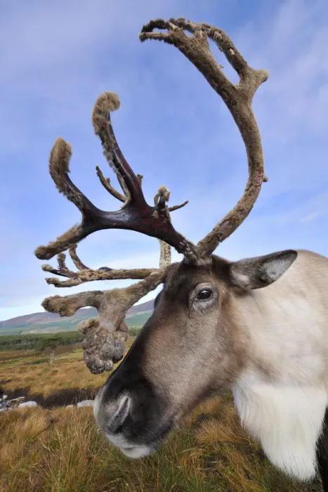 Framed Print : Reindeer (Rangifer tarandus) bull reindeer with antlers in velvet, reintroduced Cairngorm Framed Print : Reindeer (Rangifer tarandus) bull reindeer with antlers in velvet, reintroduced Cairngorm