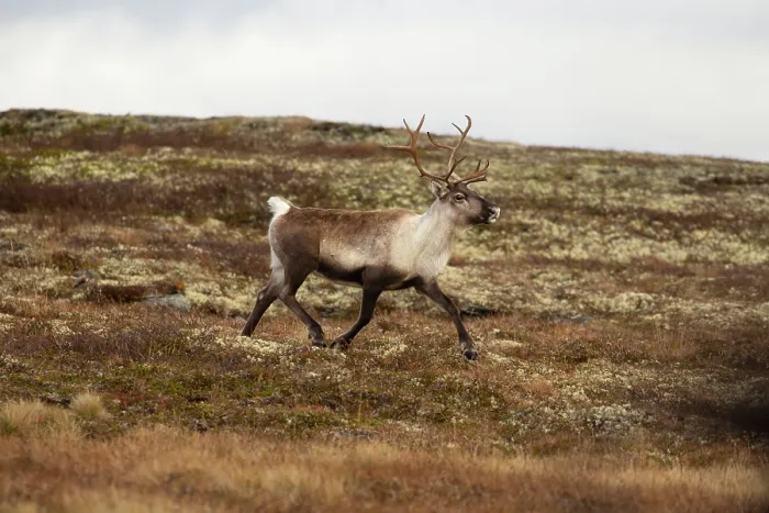 Framed Print : Reindeer (Rangifer tarandus) female running during rut, Forollhogna National Park, Norway. September Framed Print : Reindeer (Rangifer tarandus) female running during rut, Forollhogna National Park, Norway. September