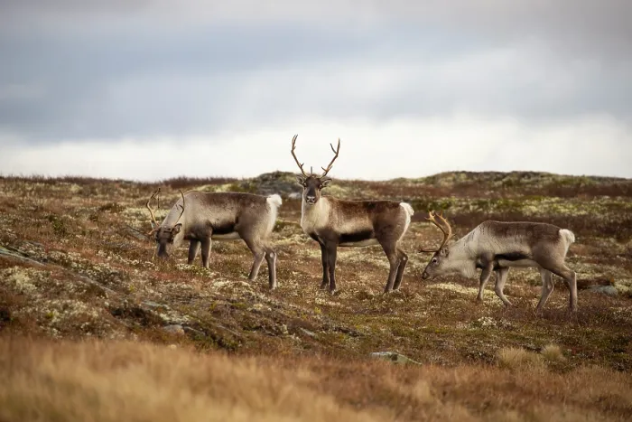 Framed Print : Three Reindeer (Rangifer tarandus) females grazing during rut, Forollhogna National Park, Norway. September Framed Print : Three Reindeer (Rangifer tarandus) females grazing during rut, Forollhogna National Park, Norway. September