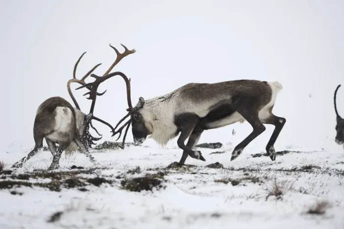 Framed Print : Reindeer (Rangifer tarandus) fighting, Forollhogna National Park, Norway, September Framed Print : Reindeer (Rangifer tarandus) fighting, Forollhogna National Park, Norway, September